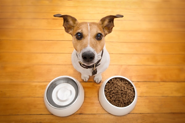 dog food water bowls