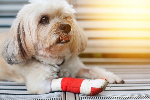 A hurt dog with his leg bandaged.