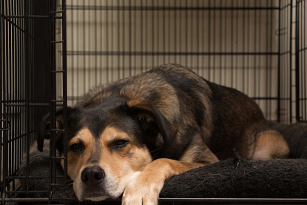 A large dog asleep in a crate