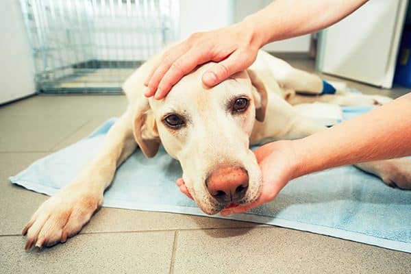 A sick dog at the vet. 