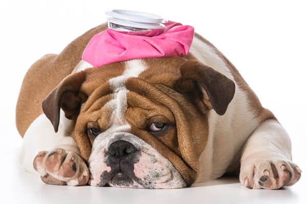 A sick dog with an ice pack on his head.