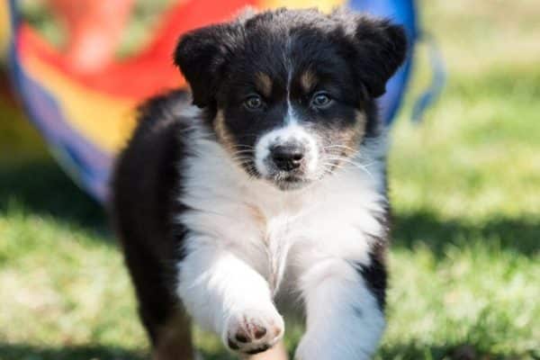 dog with white and black fur