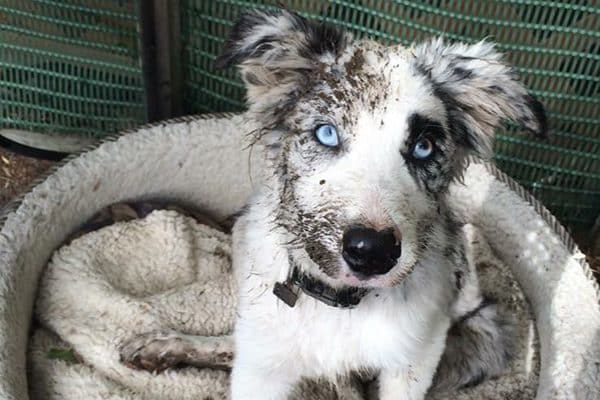 Dogs With Blue Eyes Meet These 6 Dog Breeds