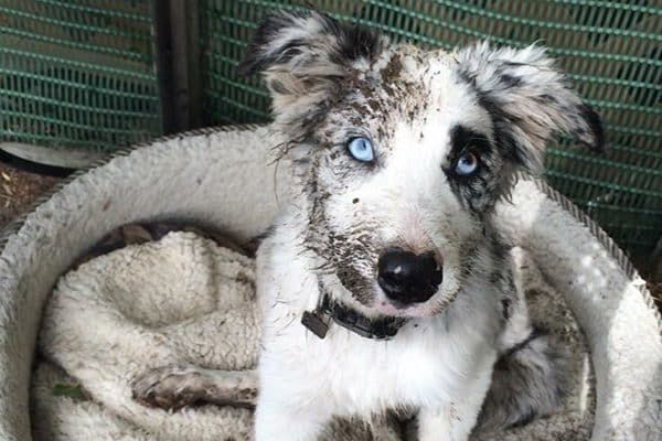 A blue-eyed Border Collie. 