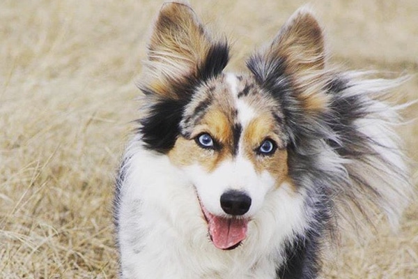 multi colored corgi