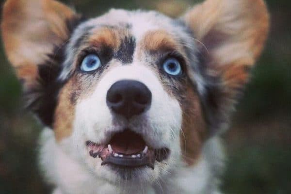 A blue-eyed Cardigan Welsh Corgi. 