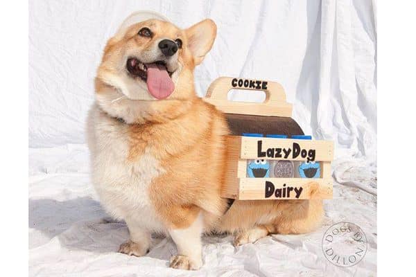 Cookie the Corgi in her Milkmaid costume. Submitted by Facebook user Lori Lallo. 