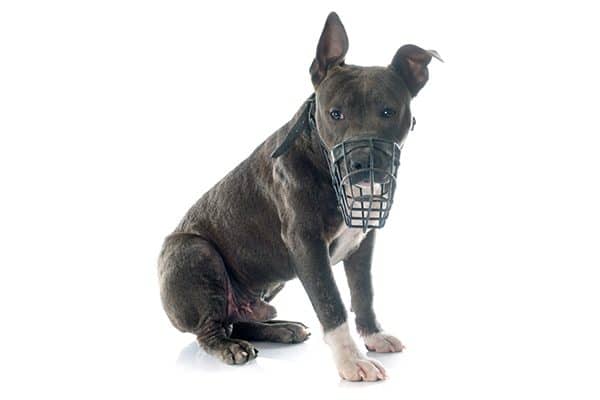 A dog wearing a basket muzzle. 