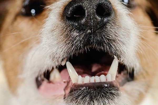 What are the signs of a dog tooth infection? 