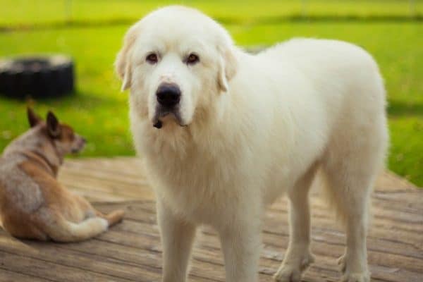 Great Pyrenees. 