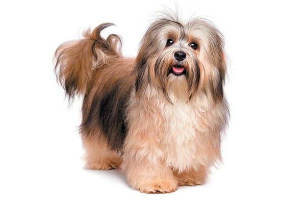 Havanese dog breed