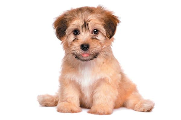 dog breed havanese puppy