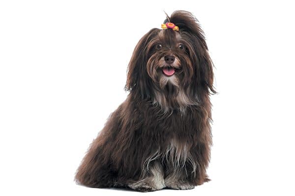 havanese long hair