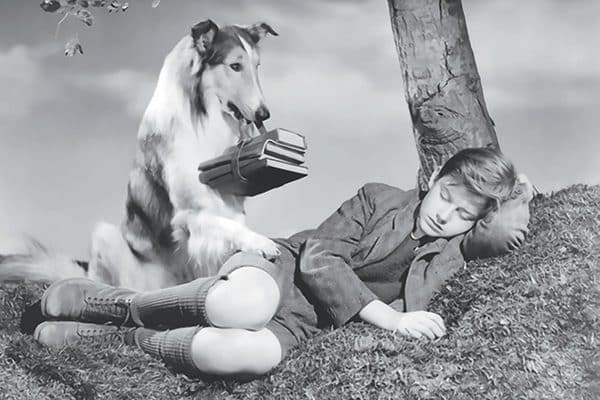 Eric Knight’s Lassie Come Home novel and the succeeding movies and television shows gave the breed even more popularity.