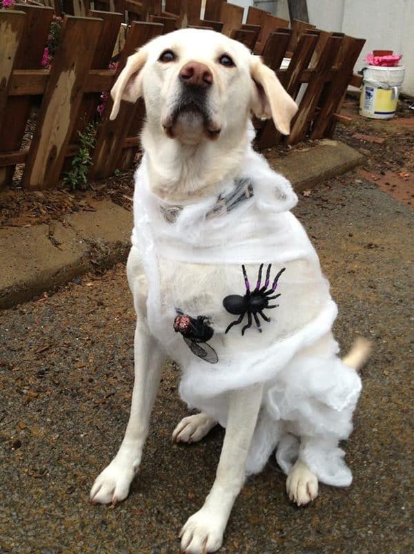 Lily in her cobweb costume. Submitted by Facebook user Trisha Lang. 