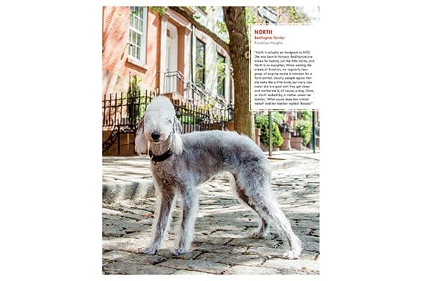 North, Brooklyn Heights.