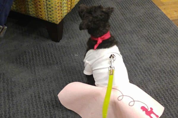 Sadie in a poodle skirt. Submitted by Facebook user Shae Pepper. 