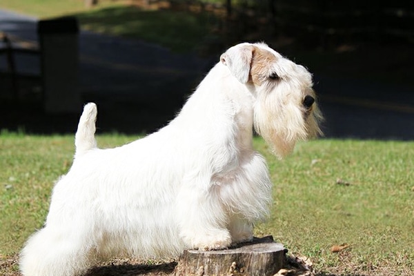 A Sealyham Terrier.