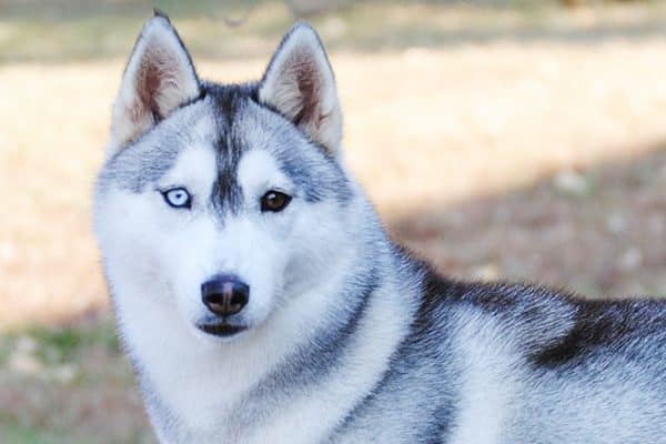 Blue-eyed husky dog. 