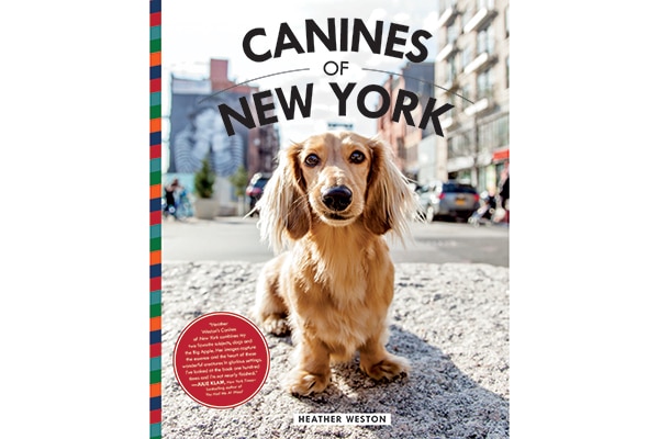 Canines of New York.