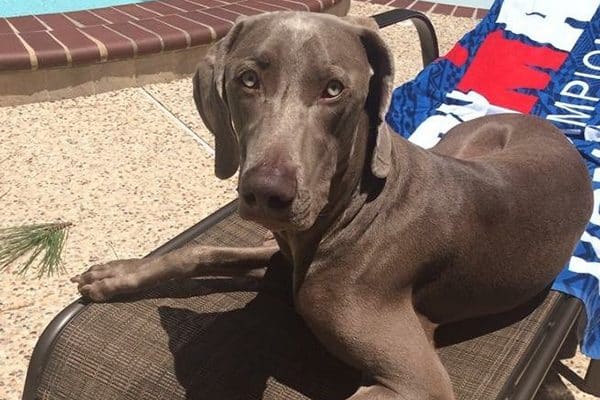 A blue-eyed Weimaraner. 