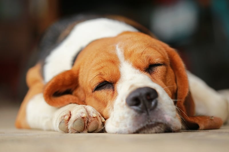beagle dog sleeping on the floor