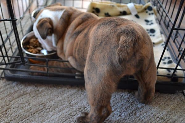  A pet dog consuming his meal out of a dog crate, revealing his butt.