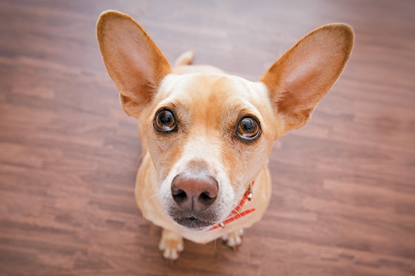 A dog looking up, looking anxious or worried.