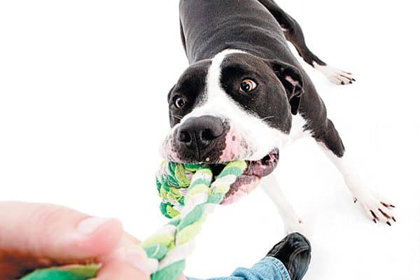 A dog playing tug of war with a human. 