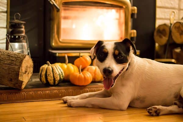 A dog relaxing around a fire with Thanksgiving fall decor.
