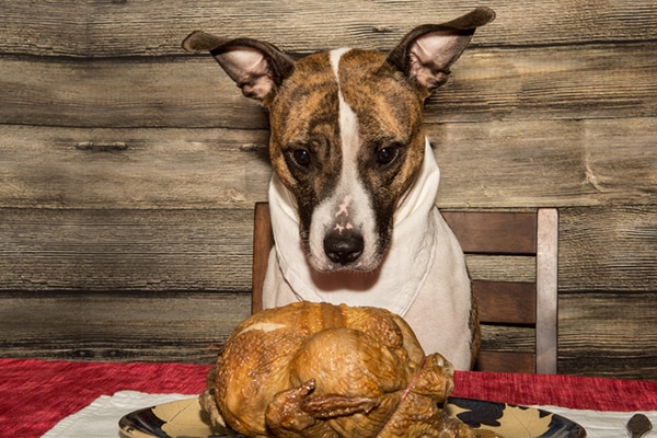 A dog staring at a Thanksgiving turkey.