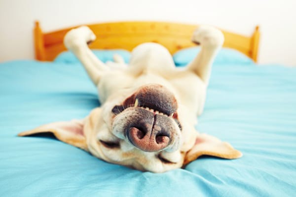 A dog upside down smiling with his teeth on a bed.