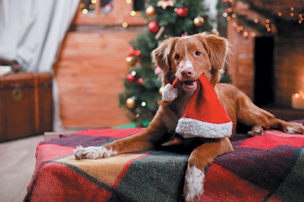 A dog holiday a Santa Claus hat.