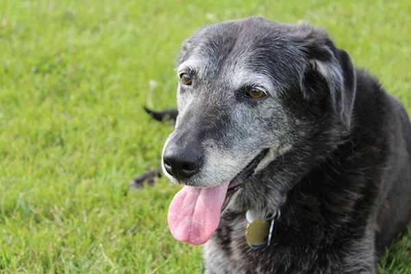 A gray senior dog.