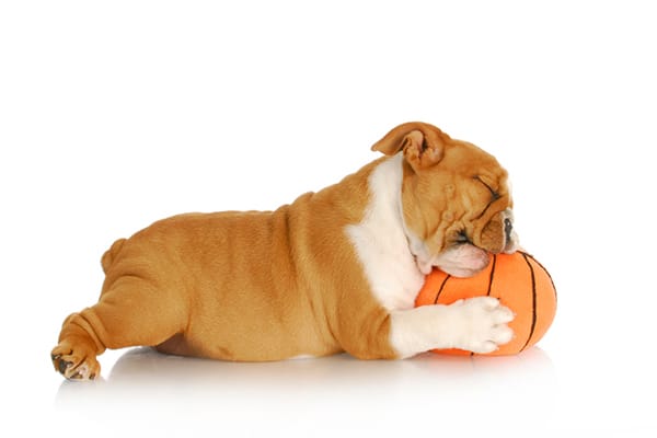 Un chiot fait ses dents sur un jouet.