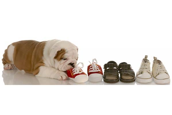 A puppy teething on some shoes.