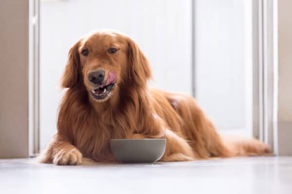 A dog licking his lips and eating out of a bowl.