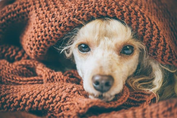 A sick dog curled up in a blanket.