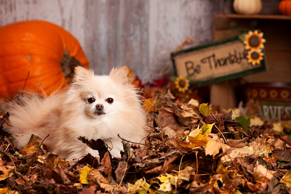 A small dog with Thanksgiving fall decor.