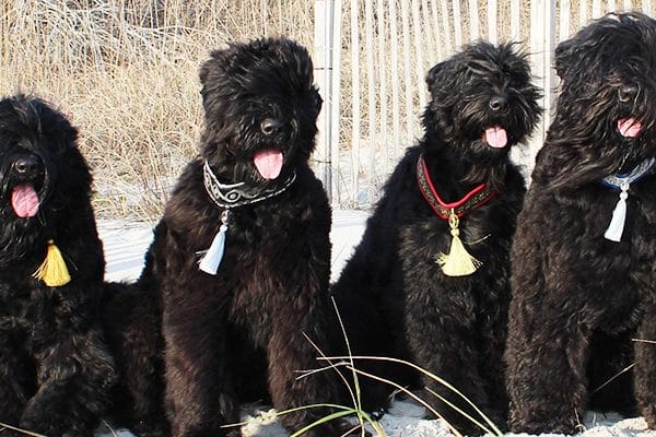 Black Russian Terrier.