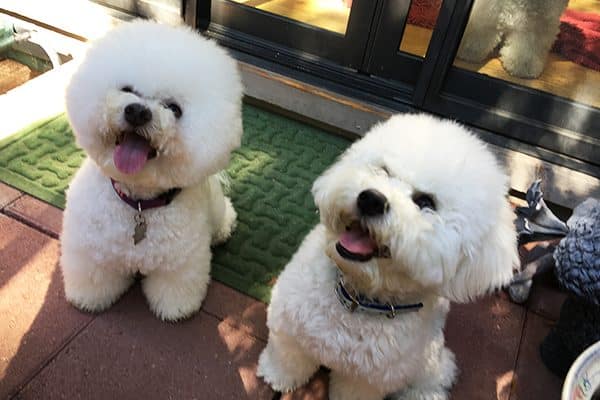 Bichon Frise.