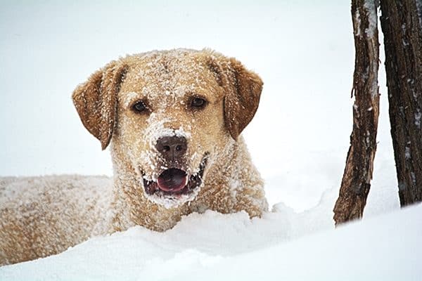 Chesapeake Bay Retriever.