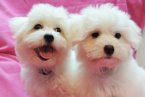 Coton de Tulear.
