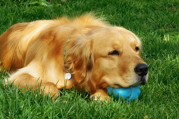 golden retriever breeds of dogs