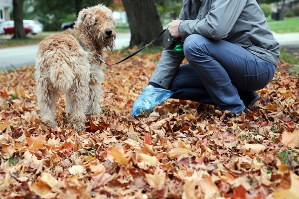 A human picking up dog poop in the fall. 