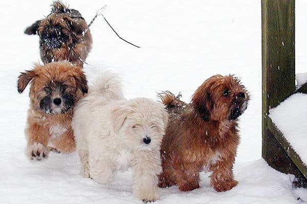 Lhasa Apso.