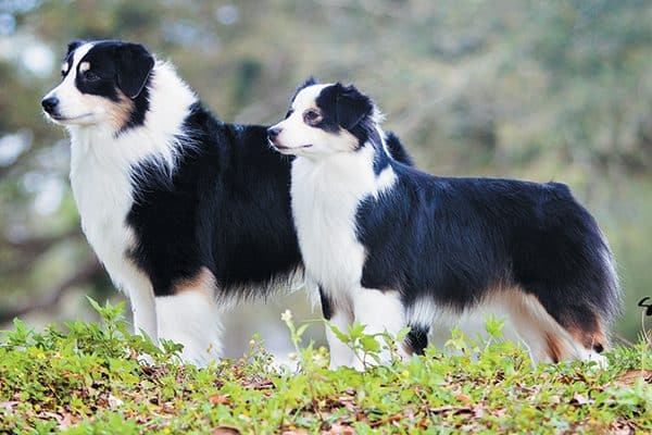 The Miniature American Shepherd.