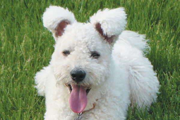 white pumi dog