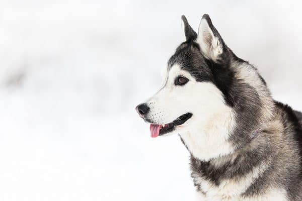 Siberian Husky.