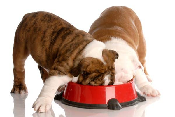 Two dogs eating out of the same bowl. 
